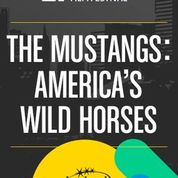 Mustangs, The: America's Wild Horses (EIFF)(2021) movie poster